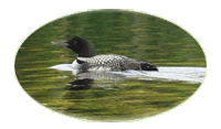 Loon